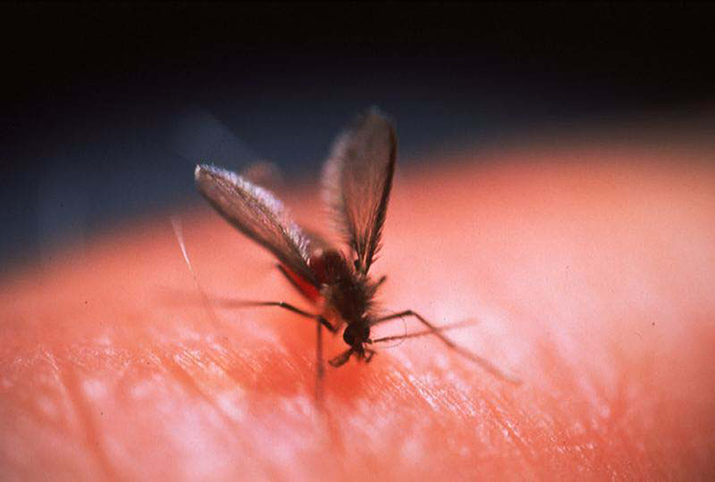Foto: <a href="http://www.who.int/leishmaniasis/resources/photo_gallery/gallery/en/" target="_blank">WHO / S. Stammers</a>