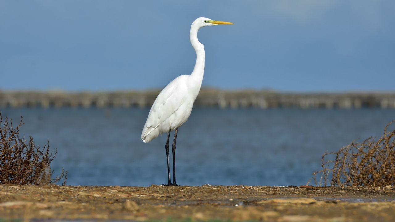 Ocell al Delta de l'Ebre