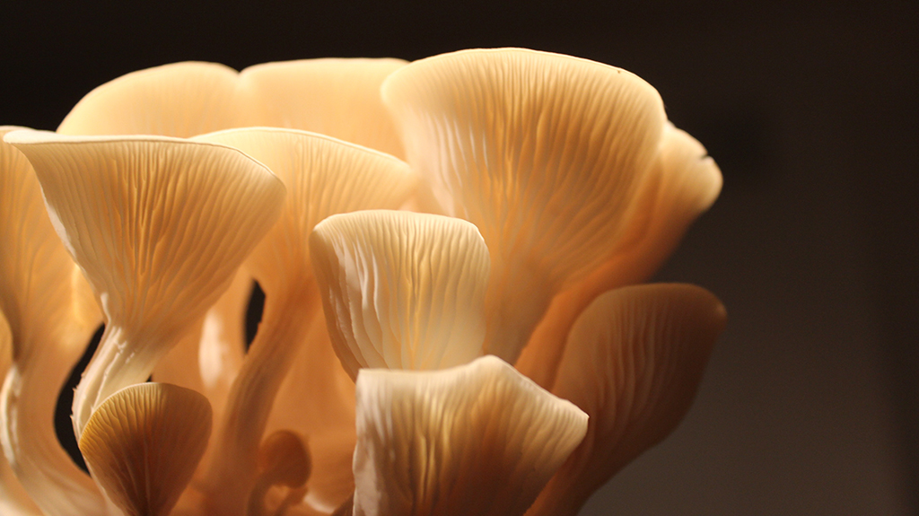 El miceli de fongs com el <em>Pleurotus djamor</em> pot resoldre un increïble rang de problemes de geometria computacional (foto: Rachel Horton / unsplash.com)