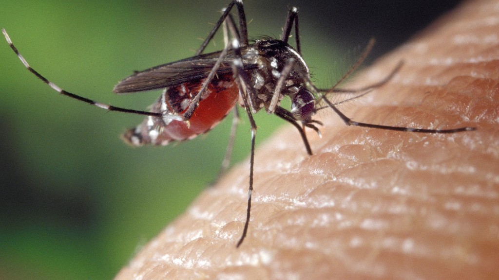 With a simple photo and an app, citizens can help to generate a map of the mosquitoes' distribution all over the world (photo: FotoshopTofs / Pixabay)