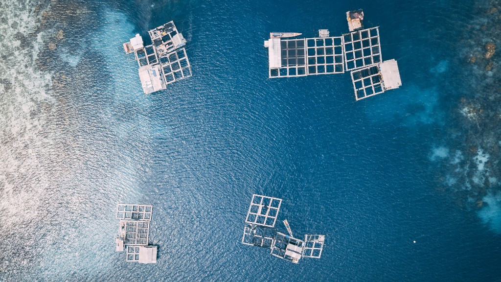 UOC researchers have designed low-cost sensors for aquaculture (photo: Hanson Lu / unsplash.com)