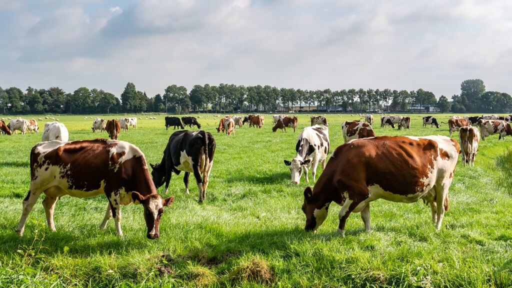 Smart grazing with satellite technology