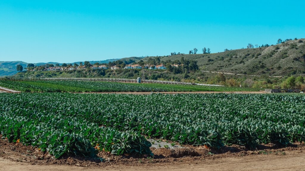 Estudien l'agricultura del Maresme per contribuir a millorar les polítiques de reducció de pesticides