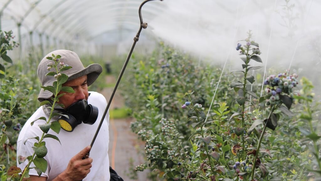 El glifosato es un herbicida, y es uno de los pesticidas más populares a escala mundial. (Foto: Laura Arias/Pexels)