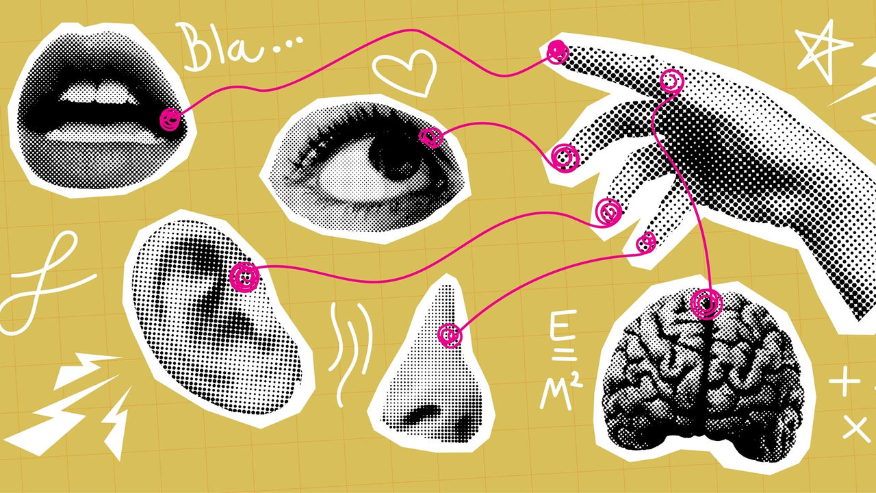 El cervell repondera la informació dels sentits en funció del que fem cada dia (Foto: Adobe Stock)