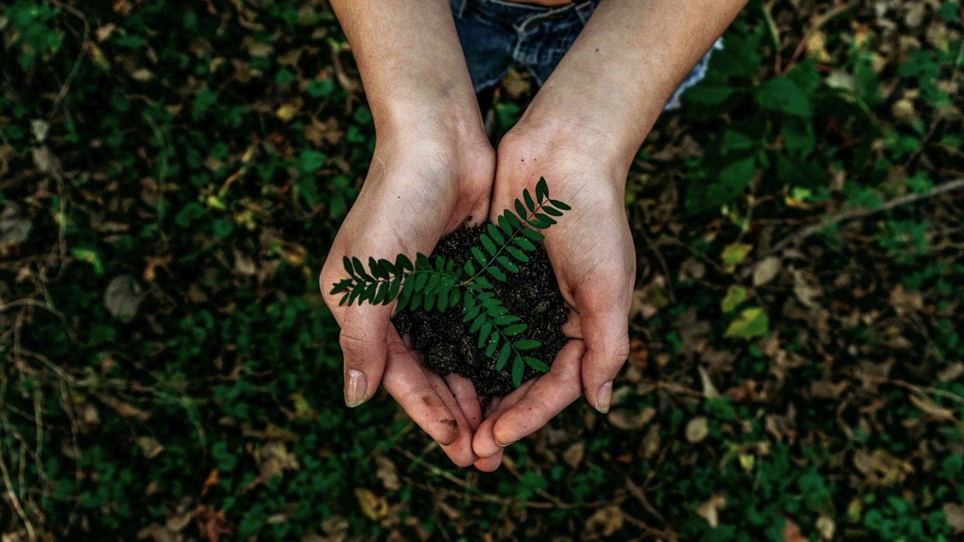 La nova piràmide nutricional dels EUA: un model poc sostenible per a la salut planetària