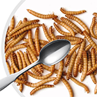 Imatge de l'article de Ferran Lalueza  No volem menjar insectes (però ens ho empassem tot)