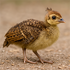 Imatge de l'article de Juan Linares-Lanzman i Andrea Rosales Vers una mirada heterotòpica a la intel·ligència artificial generativa