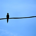 Imagen del artículo de Sara Suárez-Gonzalo La percepción de la vigilancia digital de las personas mayores en seis países