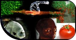 Llegint el llibre de la vida: nou portal sobre gentica i ADN 